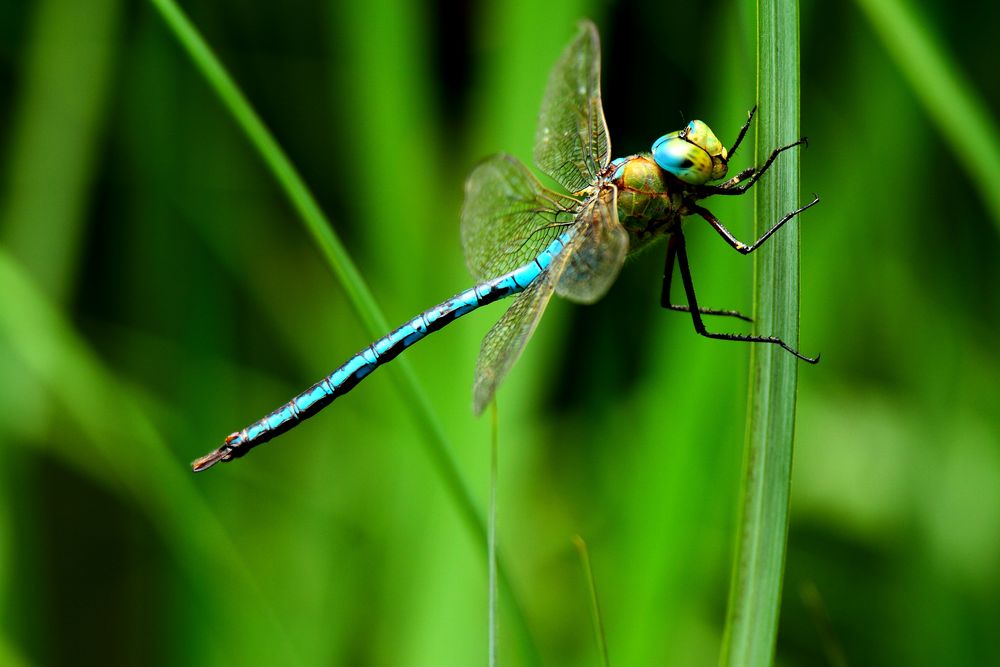 la belle bleue 