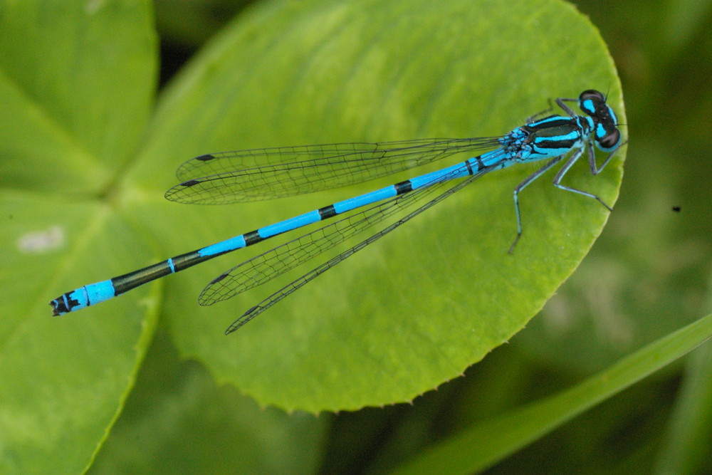 la belle bleue