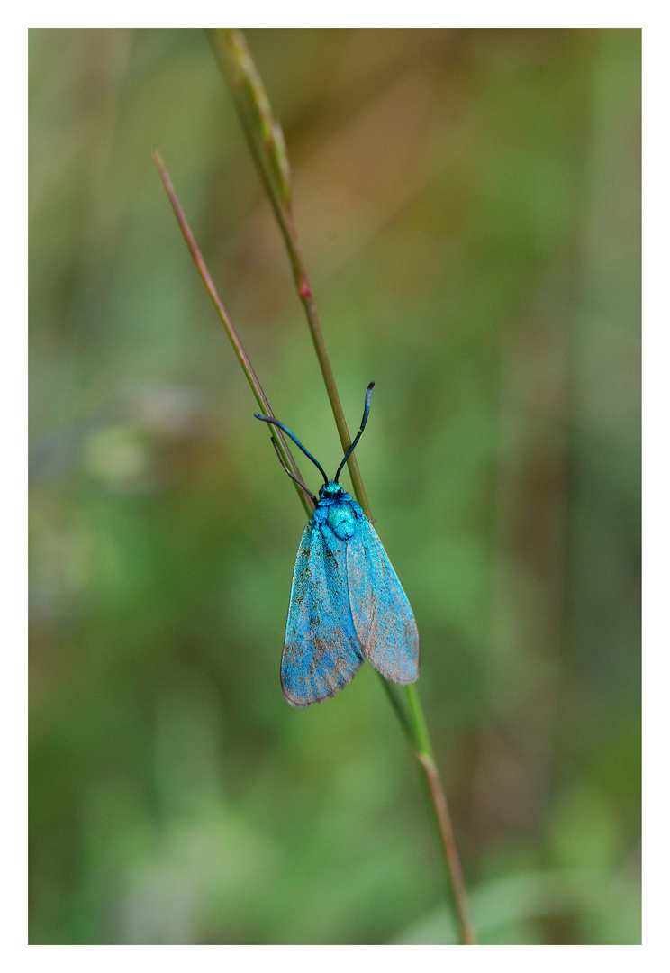 LA BELLE BLEUE