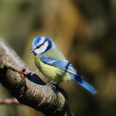 La belle bleue