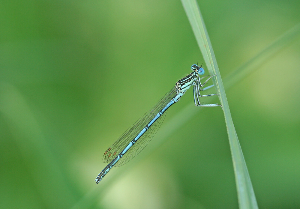 la belle bleue