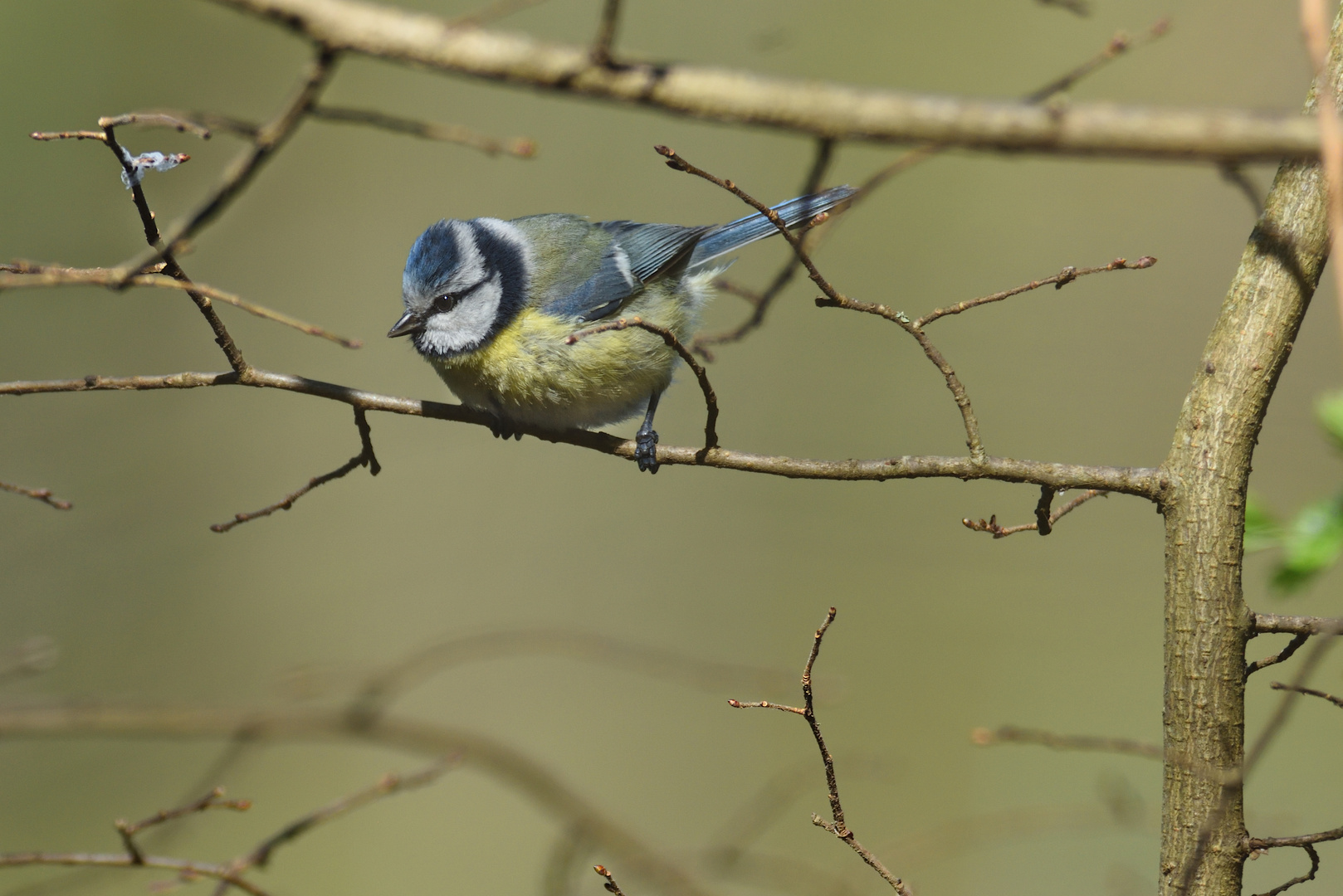 La belle bleue