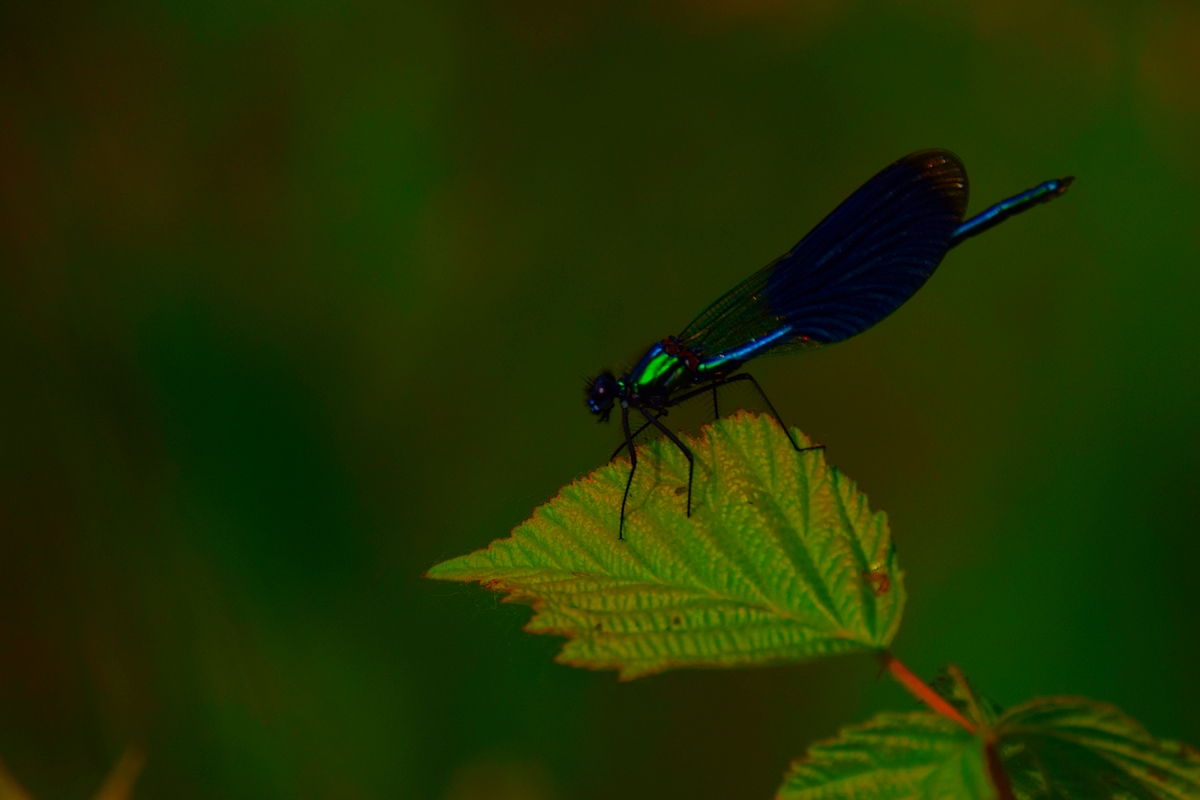 La belle bleue