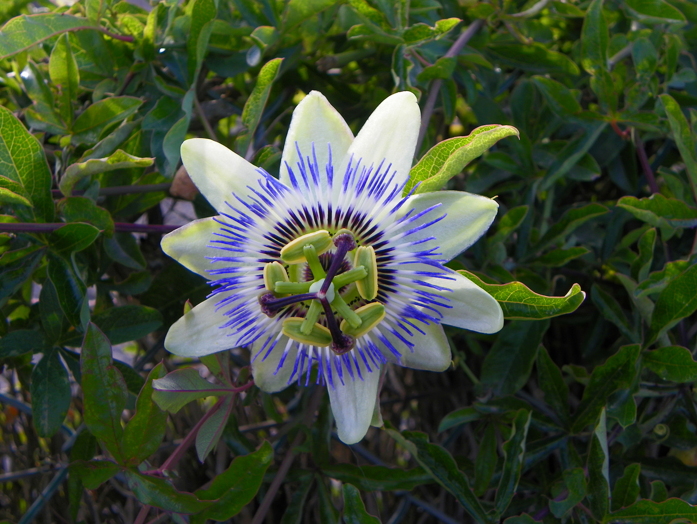 La belle bleue