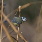 La belle bleue prête à s'envoler