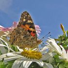 la belle dame ou vanesse des chardons