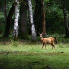 " La belle dans la lumière "