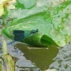 La belle dans la rivière .....