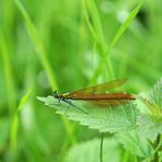 la belle demoiselle