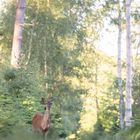 La belle des bois dans son écrin de verdure 