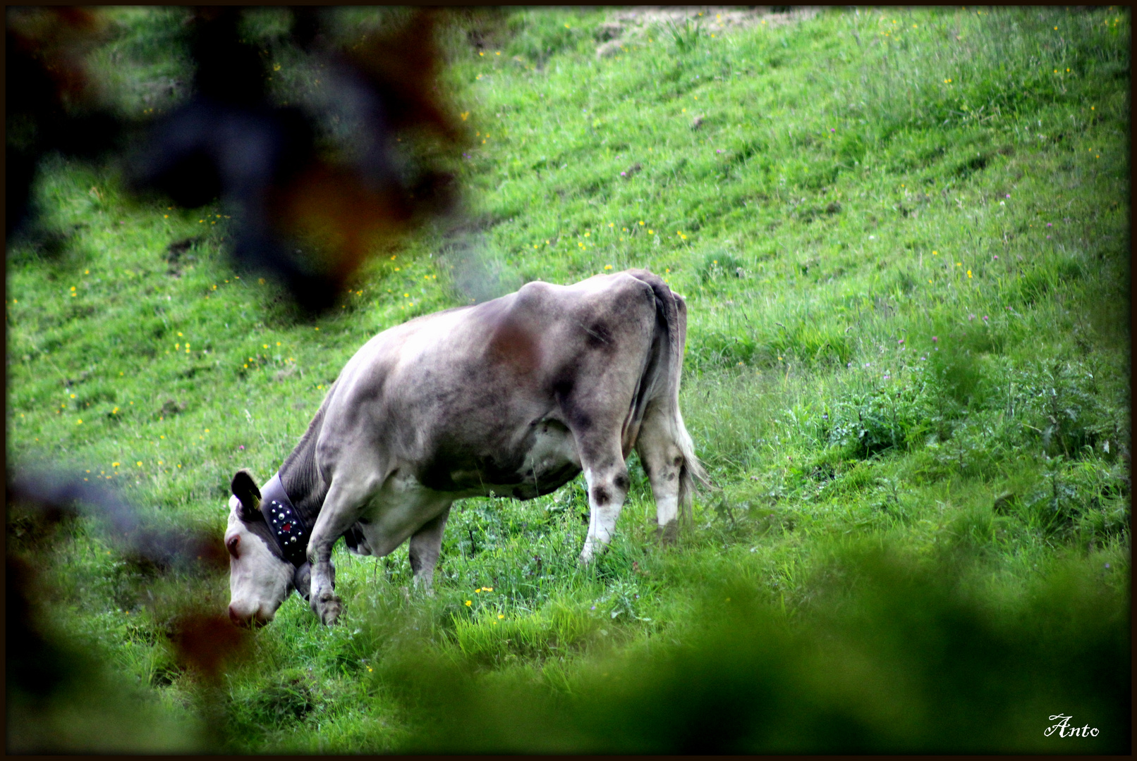 La Belle des Champs.....