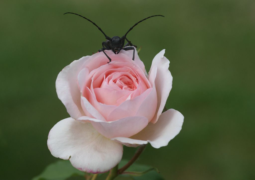 LA BELLE ET LA BÊTE