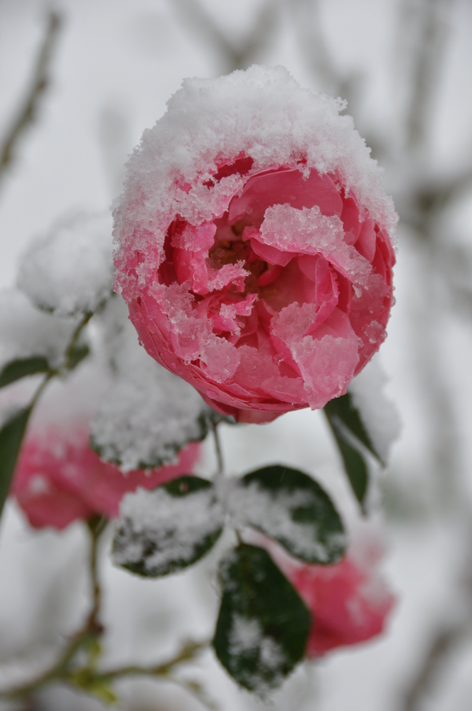 La Belle Et La Neige