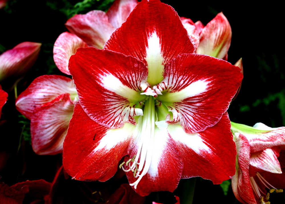 La belle étoile rouge