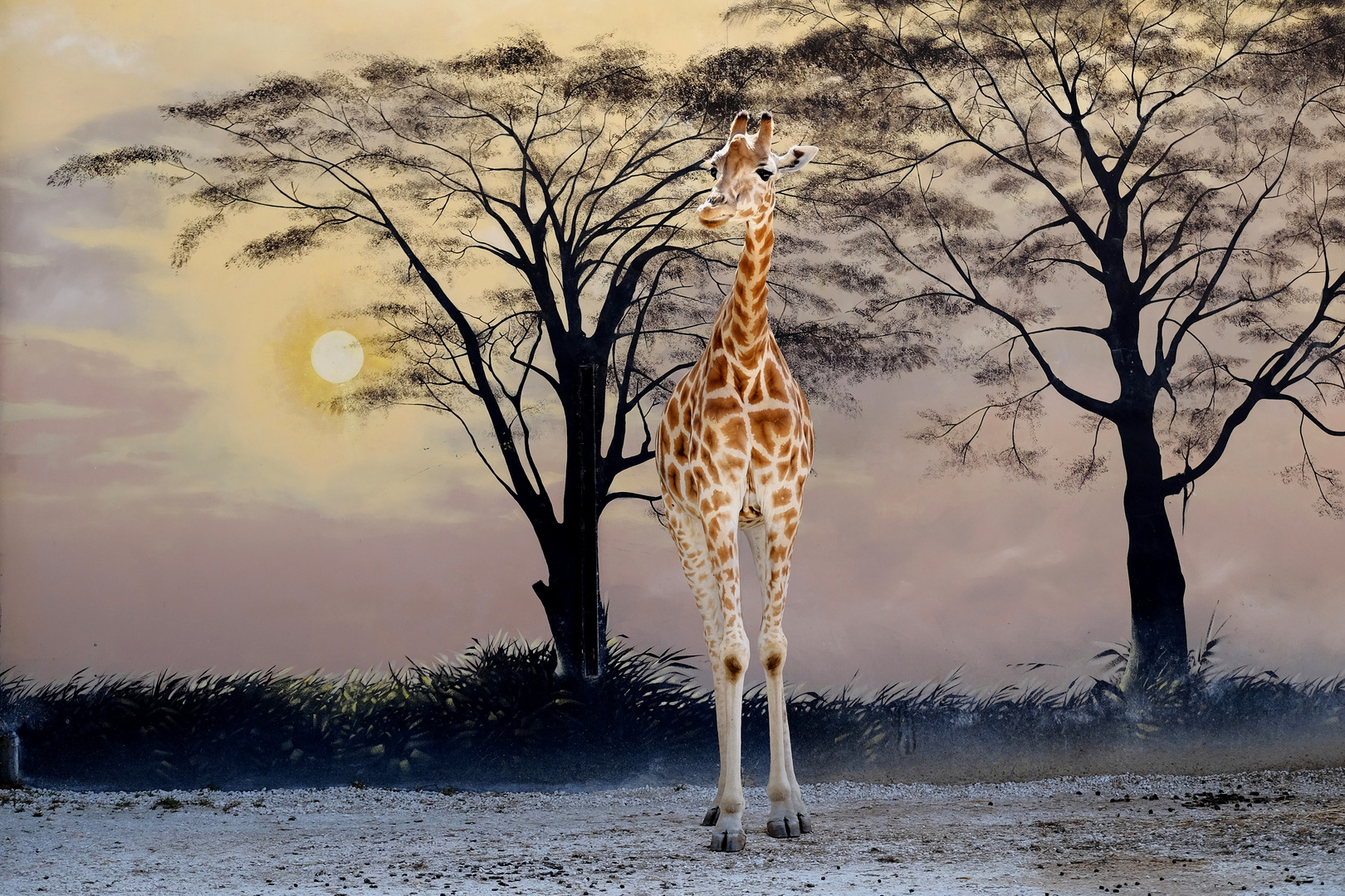 la belle Girafe 