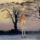 la belle Girafe 