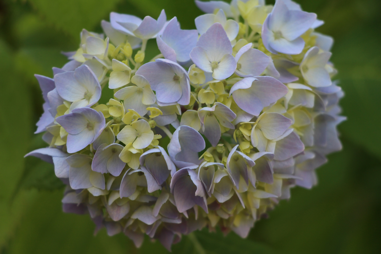 La belle Hortense bleue