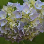 La belle Hortense bleue