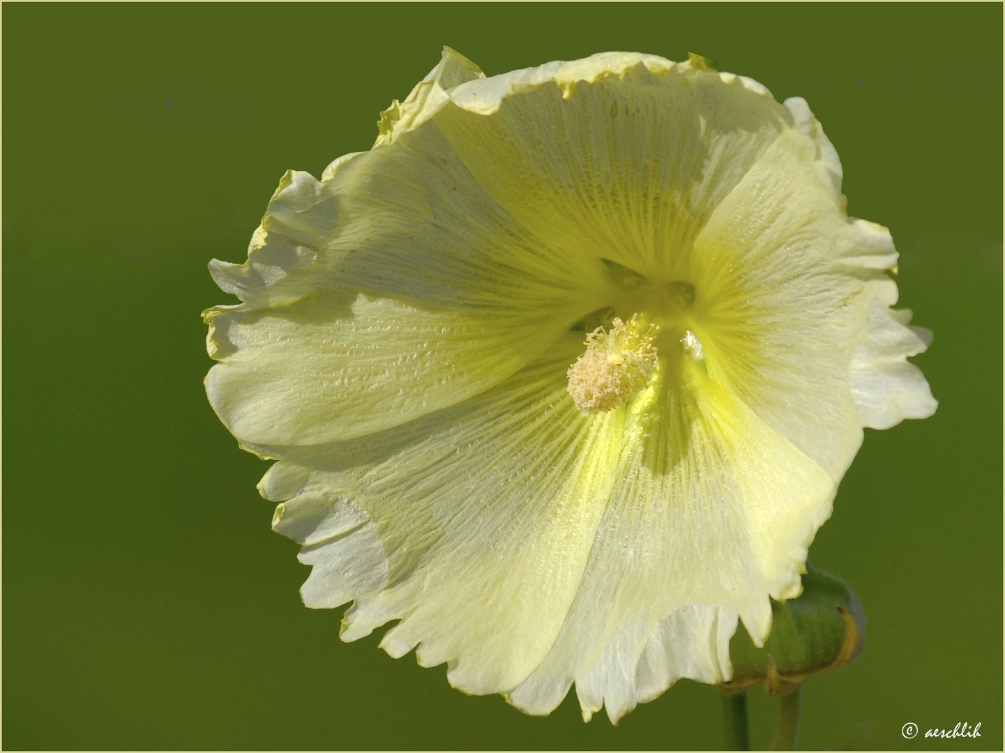 La belle jaune...