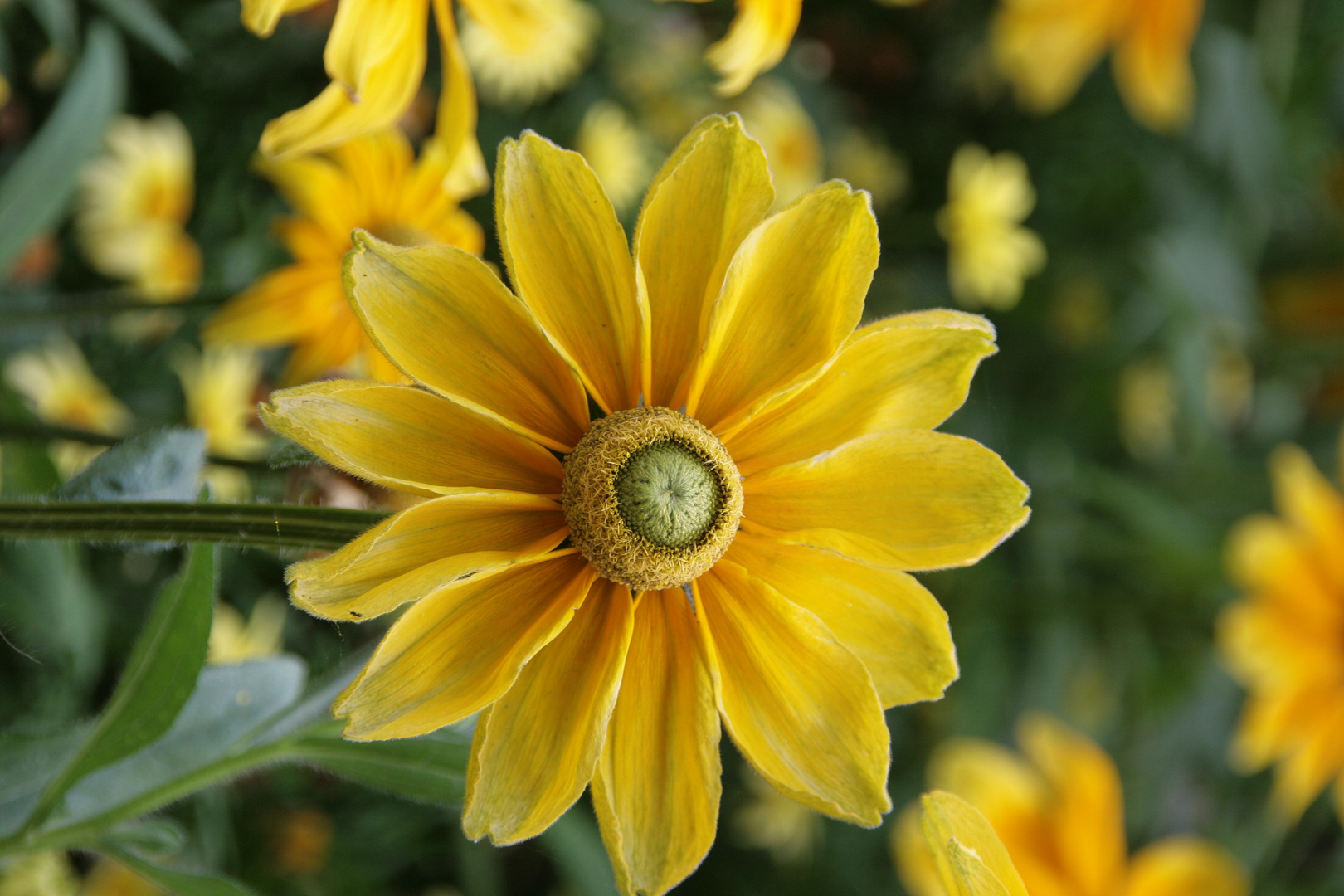 La belle jaune ! 