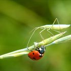 * la Belle & la Bête *