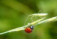 * la Belle & la Bête *