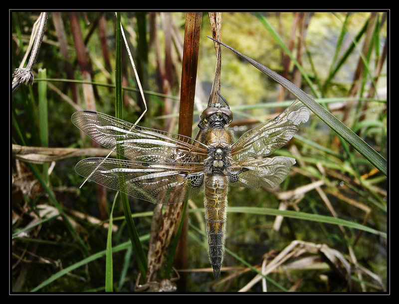 la belle libelle 2