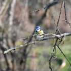 La belle mésange bleue