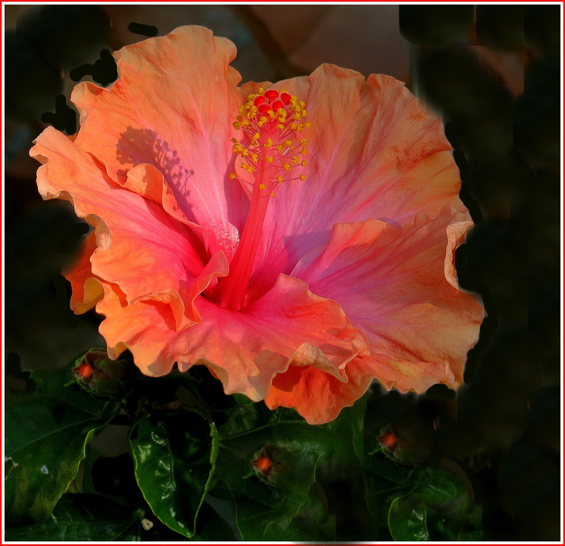 La Belle Romantique Photo Et Image Macro Nature Macro Fleurs Lou44 Images Fotocommunity