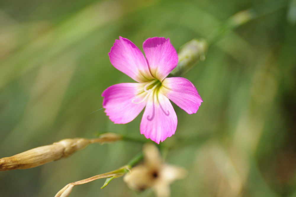 la belle rose