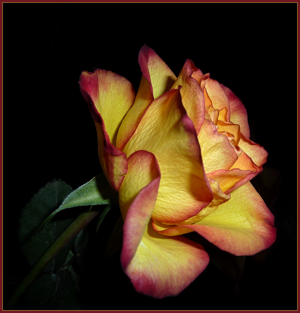 La Belle Rose