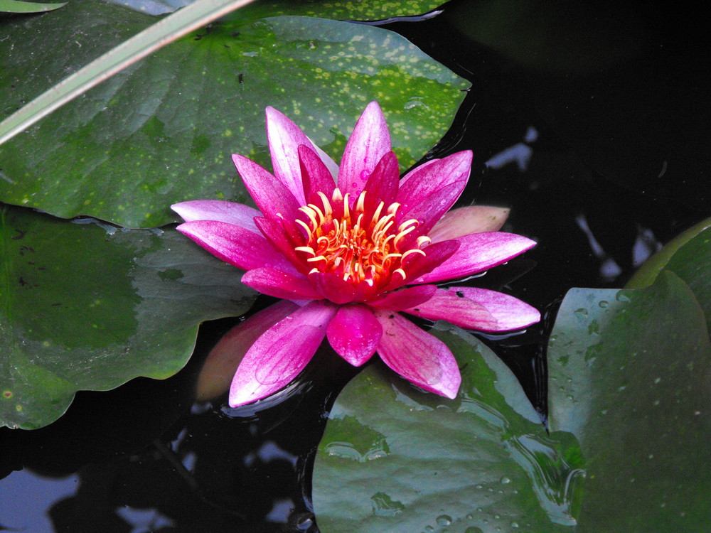 La belle rouge