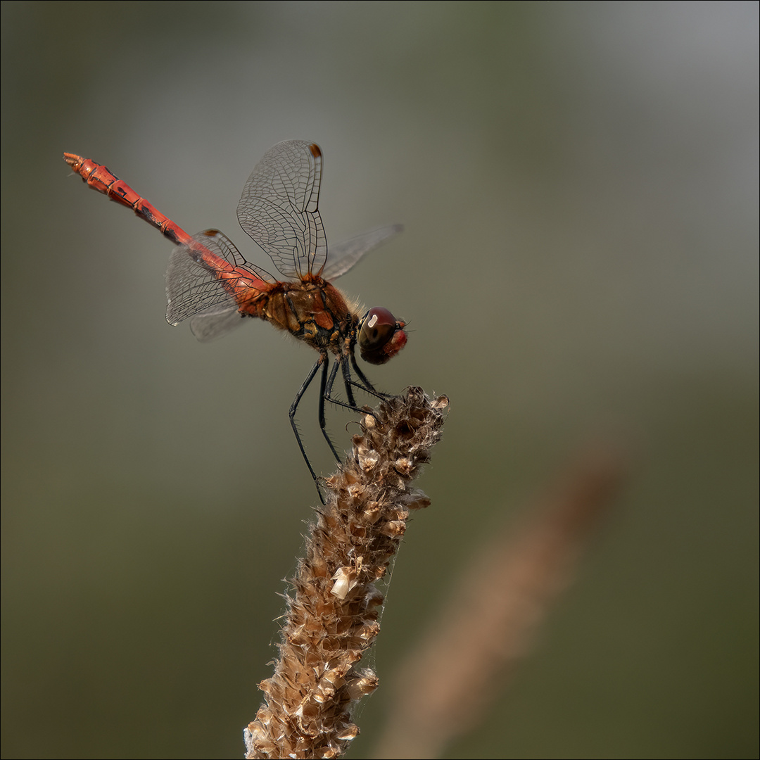 La belle rouge 