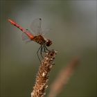 La belle rouge 