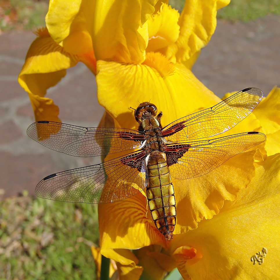 La belle sur un iris...