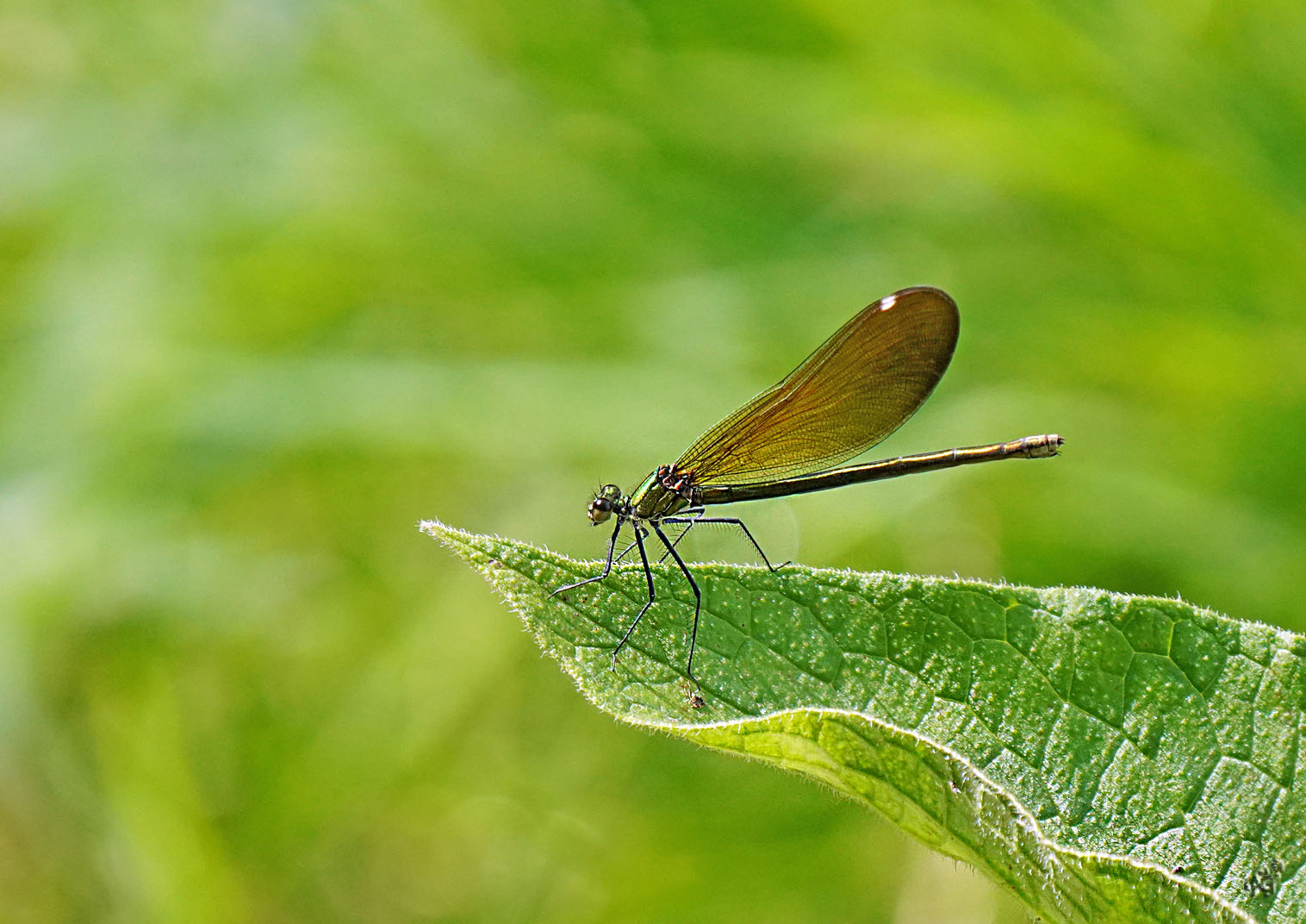 la belle sur une voie verte ....