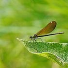 la belle sur une voie verte ....