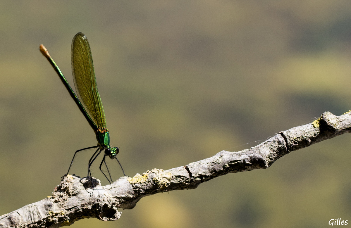 La belle verte