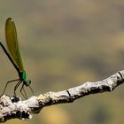 La belle verte