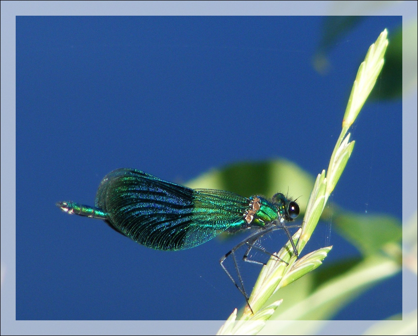 La belle verte