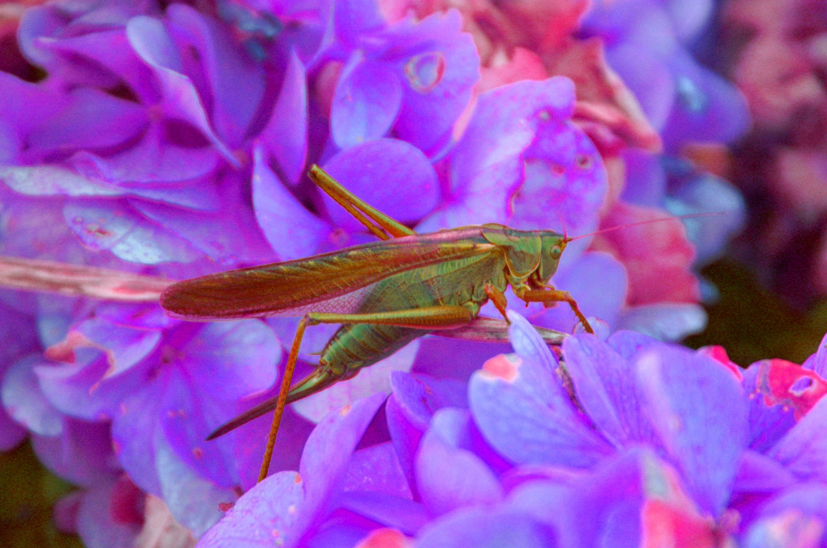 La belle verte