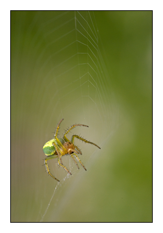 La belle verte...