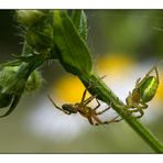 La belle verte... et le beau rouquin.