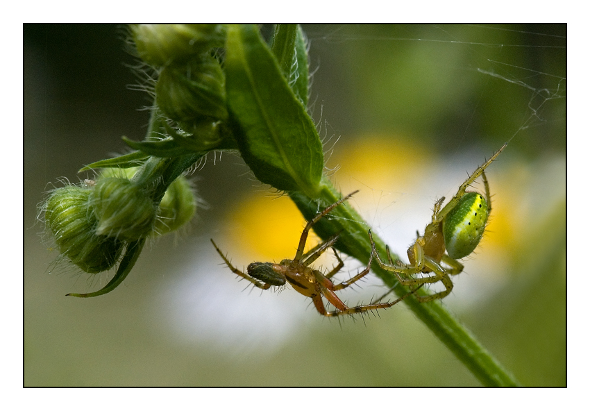 La belle verte... et le beau rouquin.