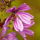 La belleza de la flor, por pequeña que sea...