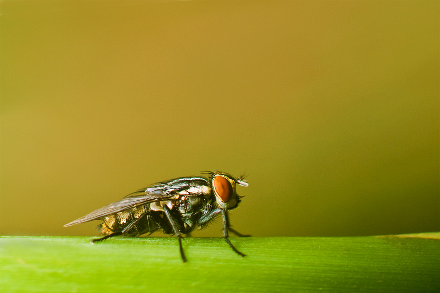 La belleza de la mosca