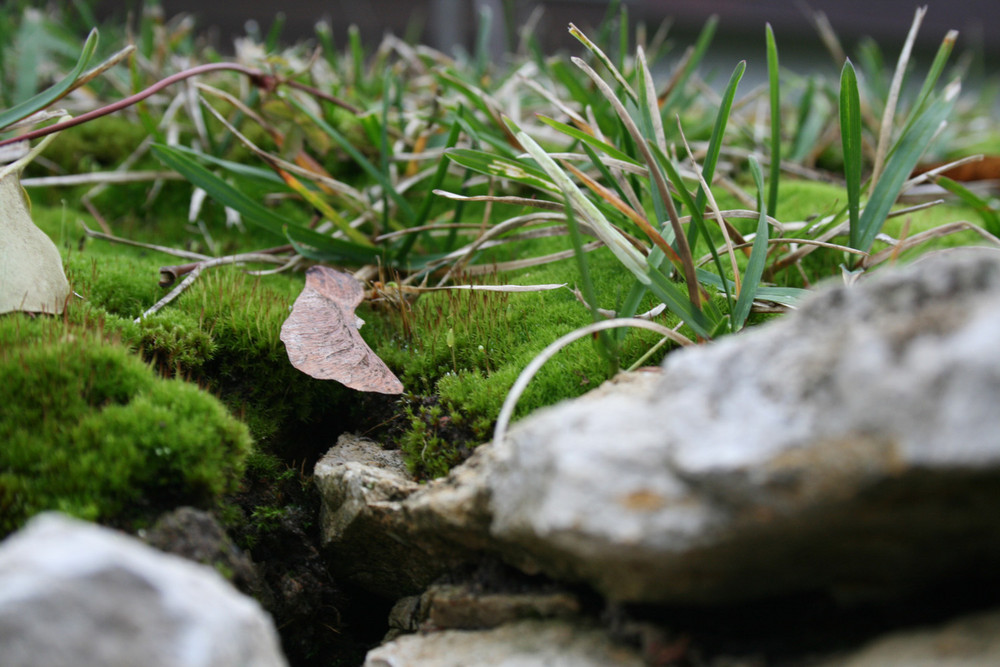 la belleza de la naturaleza