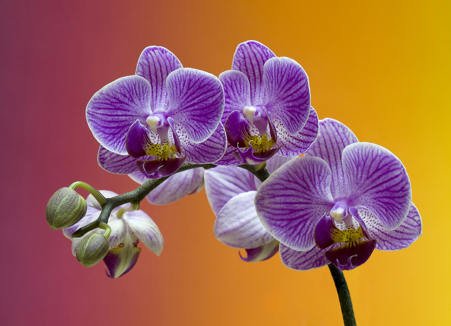 La belleza de la Phalaenopsis