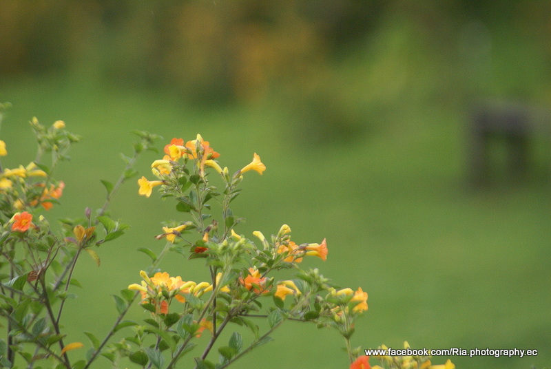 La belleza de las flores silvestres