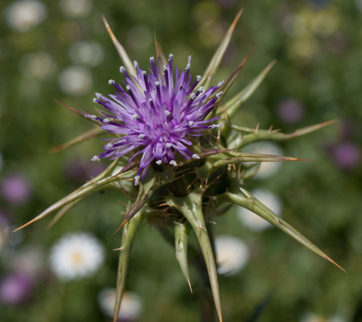 La belleza de un cardo